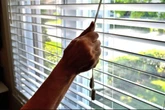 All UK households told to 'draw curtains and shut blinds until Wednesday'