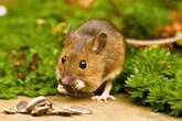 Gardeners should plant three types of flowers to keep mice and rats away from homes