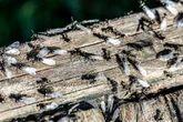 Flying Ant Day 2025 'will be one of the biggest in history'