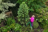 Midland couple's prehistoric 'money tree' producing £5k seeds