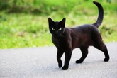 Drivers could face £10,000 fines for hitting a cat under law change