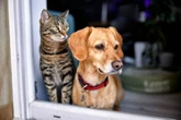 Dog owners face prosecution as epidemic sweeps UK with 42 incidents a week
