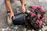 Meet the man planting flowers in Midland potholes