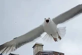 UK tourist hotspot with seagulls so aggressive Royal Mail deliveries delayed