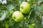 UK households with apple trees in garden could attract 'epidemic' sweeping England