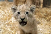 Adorable lion cubs exploring West Midland Safari Park in heartwarming photos