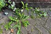 Kill patio weeds in 12 hours and stop them growing back with 65p staple everyone has