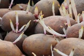 Warning issued for UK households buying chicken or potatoes from Tesco and M&S