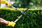 People with gardens face 'fine or jail' for trimming hedges in May
