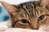 Birmingham cat owners warned 'act now' or face £500 fine