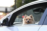 Drivers with dogs in car face fines for not making 'exercise stops'