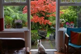 Cat flaps could be banned in UK homes due to pet owners being 'laissez faire'