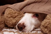 UK dog owners warned it'll take pets '60 days' from Saturday 'to get used to it'