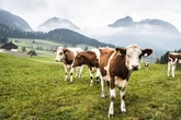 Hiker dies after being trampled by herd of cows in front of horrified wife