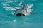 Man attacked by shark twice drives himself to hospital for emergency surgery