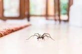 Sprinkle 1 spice in your home to keep spiders away and it will also help with cleaning