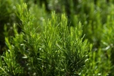 Simple 2-minute task will mean you never have to buy rosemary again