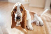 I'm a dog behaviourist - this is one of the most important decisions you'll ever make