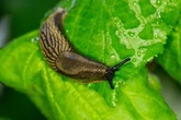 Gardening expert reveals 39p hack that will keep slugs far away from your plants
