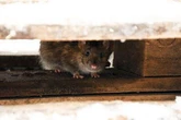 One natural item that's 'lethal to rodents' and will keep them out of your home
