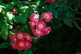Gardeners told to do one 'essential' job this August to keep garden looking its best