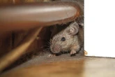 Households can get rid of rats if they use one item they 'associate with danger'