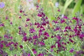 Gardening expert names one plant to never grow near your rose bushes - or risk them dying