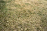 One natural item will make your lawn look its best this summer