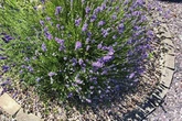 Boost lavender's purple blooms with this simple soil addition