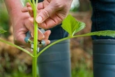 Gardening expert shares 'last opportunity' to do important job before the end of July