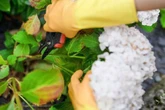 Gardening expert warns of 'wrong' time to prune hydrangeas - it could stop them blooming