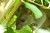 Rats avoid gardens with these three plants that 'repel' rodents
