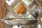 Gardeners urged to leave two types of fruit out on lawns and bird tables in August