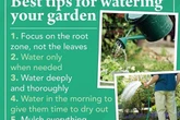 Expert reveals 'best time' to water plants for pest and mildew prevention