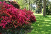 Gardeners' warned not to prune these plants in August or risk 'less' blooms next year