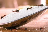 Common household ingredient to instantly rid your home of ants