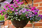 You should water hanging baskets with 1 item to ensure they look better than ever