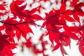 Japanese maples will look 'more beautiful' if pruned at certain time