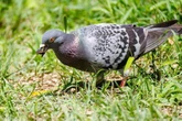 'Scary' household item deters pigeons from gardens without harming them