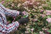 UK gardeners advised to prune shrubs now ahead of impending 'monster' storm