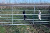 Farmer left baffled after bras appear mysteriously on country lanes