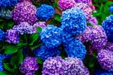 Grow vibrant hydrangea blooms with genius expert-recommended homemade fertiliser recipe
