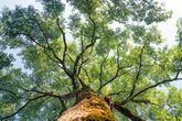 Plan for thousands more trees in town cut back by inspector