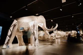 Megalodon and mammoth coming to Birmingham city centre in giant exhibition - and it's free for kids
