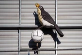 Woodman Corner - the ad-free West Brom newsletter you can sign up for today