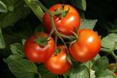 Hydrangeas and tomato plants will see 'better' growth boost using kitchen scraps