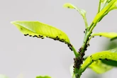 Gardeners can get rid of aphids with three 'super simple' and chemical-free steps