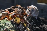 Rats 'flee from your garden for good' with natural ingredient that costs under £5