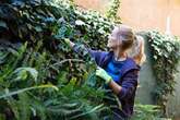 Gardening expert shares 'easy and most effective' way to get rid of ivy for good