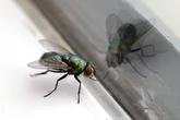 Four easy ways to stop flies coming into your home with items they 'hate'
